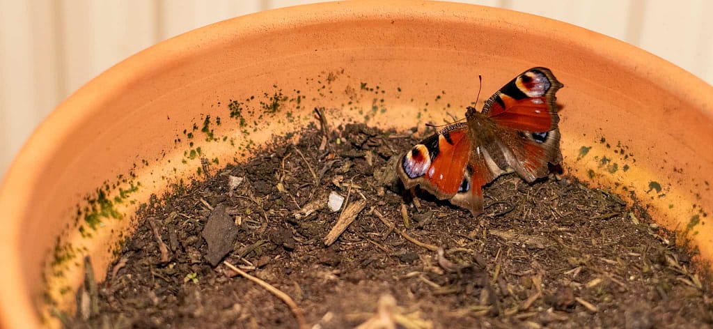 Frodo the peacock butterfly sitting in a terracotta pot with soil, wings fully open revealing vibrant orange, blue and purple colors — a living symbol of peacock butterfly symbolism, resilience and transformation during Tanimara Layla's healing journey.